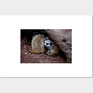 Meerkat Baby Posters and Art